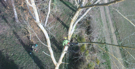 Vue aérienne d'un élagueur dans un arbre