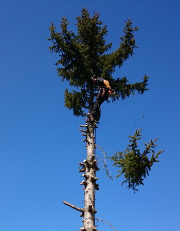 Photo d'un élagueur qui tronçonne la cime d'un arbre pour son abattage
